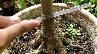 Beginner Bonsai - Ficus Glauca Cut Stems by Ato Craft 825 views 1 year ago 1 minute, 21 seconds