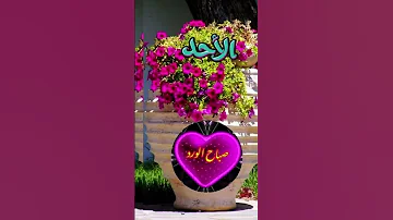دعاء صباح يوم الاحد حالات واتس اب دينية دعوة صباحية دعاء حالات واتس Shorts Shortsvideo 