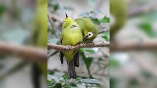 Masteran Pleci Tembakan Bahayaotomatis Lawan Lompat