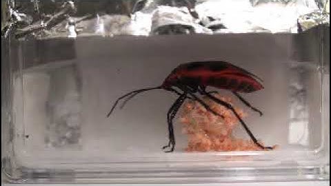 Watch this female shield bug vibrate to induce synchronous hatching