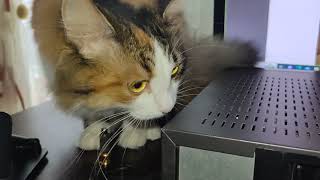 видео: Видеомагнитофон JVC HR-D667MS 1998 года картинка: Видеомагнитофон JVC HR-D667MS 1998 года