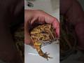 왕개구리 🐸 팩맨 #frog