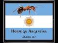 521 Hormiga Argentina, ¿cómo es?