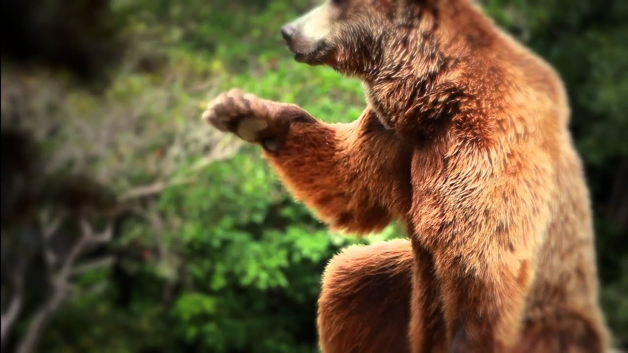 Wildlife Conservation Society: 120 Ways NY is Wild - YouTube