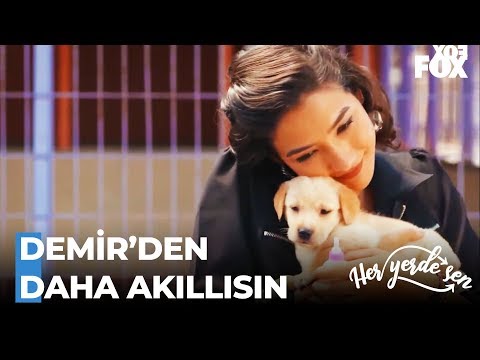 Selin Hayvan Barınağına Gitti - Her Yerde Sen 9. Bölüm