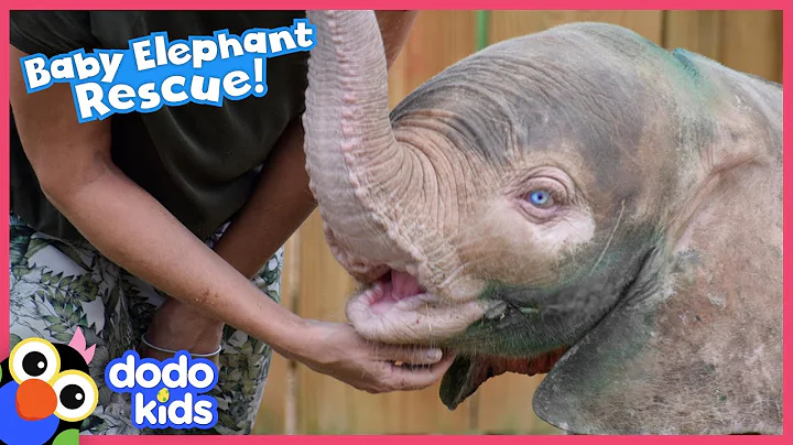 Baby Elephant Is So Brave With Her Rescuers | Rescued! | Dodo Kids - DayDayNews