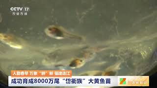 [三农长短说]人勤春早 万象“耕”新 福建连江 成功育成8000万尾“岱衢族”大黄鱼苗 | 农业致富经 Agriculture And Farming