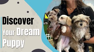 Discover your Dream Puppy!