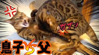 激しい猫親子喧嘩をさらに熱くするNクールペットシート