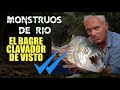 Monstuos de río: EL BAGRE CLAVADOR DE VISTO ✓✓