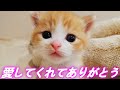 自宅の蔵で保護した猫が家族になり一年が経ちました…♡[茶トラ猫クラちゃん]