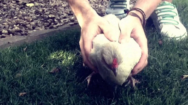 Chicken Head Tracking