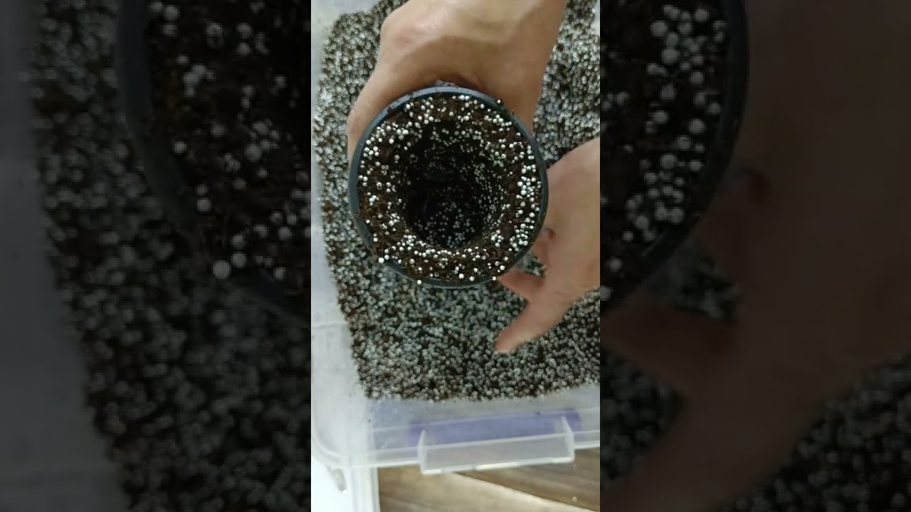 Menekşe -kolay. ve zahmetsiz transferi