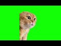 Green Screen Talking Cat Meme