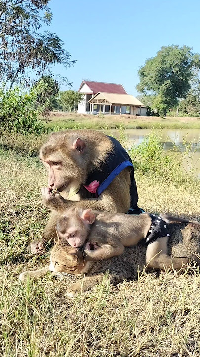 Great Video of SokYaa,ToTo , Phao And Sokhaa are HARMONY And Fun Will MAKE YOU SMILE