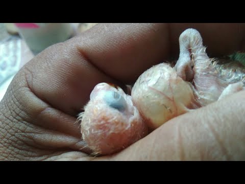 CARA MENGHILANGKAN MASUK ANGIN Pada LOVEBIRD Piyikan