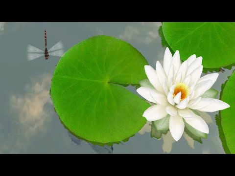 3D Lotus Pond Live Wallpaper