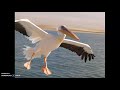 صور مجمعة من أشرف أسامة عن طائر - البجع - Photo - Pelican