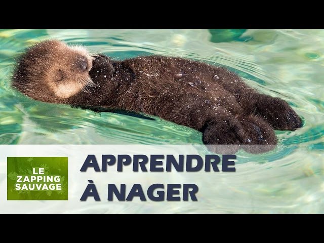 Un bébé loutre apprend à nager - ZAPPING SAUVAGE 66 