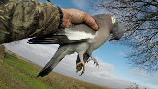 Excellente Vidéo de Chasse aux pigeons février 2023