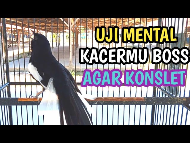 KACER GACOR FULL ISIAN MEWAH Kacer Konslet Untuk Menguji Mental Emosi Kacer Agar Stabil Gacor Bocor class=