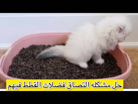 لو قطتك مش بتعرف تنضف نفسها لازم تشوف الفيديو دا حل التصاق فضلات القطط بعد استخدام الليتر بوكس
