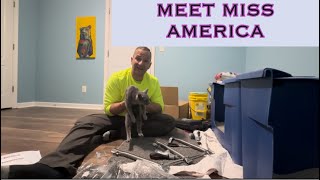 Meet my Cats l Ep. 1 -Miss America 🇺🇸 by Gardener In A War 14 views 1 month ago 8 minutes, 56 seconds