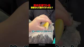 空の王者ワシを獣医さんに連れて行った結果ｗ