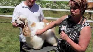 Cocker Spaniel Grooming - Part 3 of 7 Cocker Spaniel Grooming - Part 3 of 7