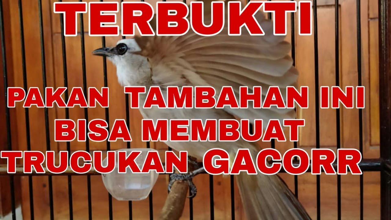 CARA PERAWATAN BURUNG TRUCUKAN AGAR CEPAT GACOR YouTube