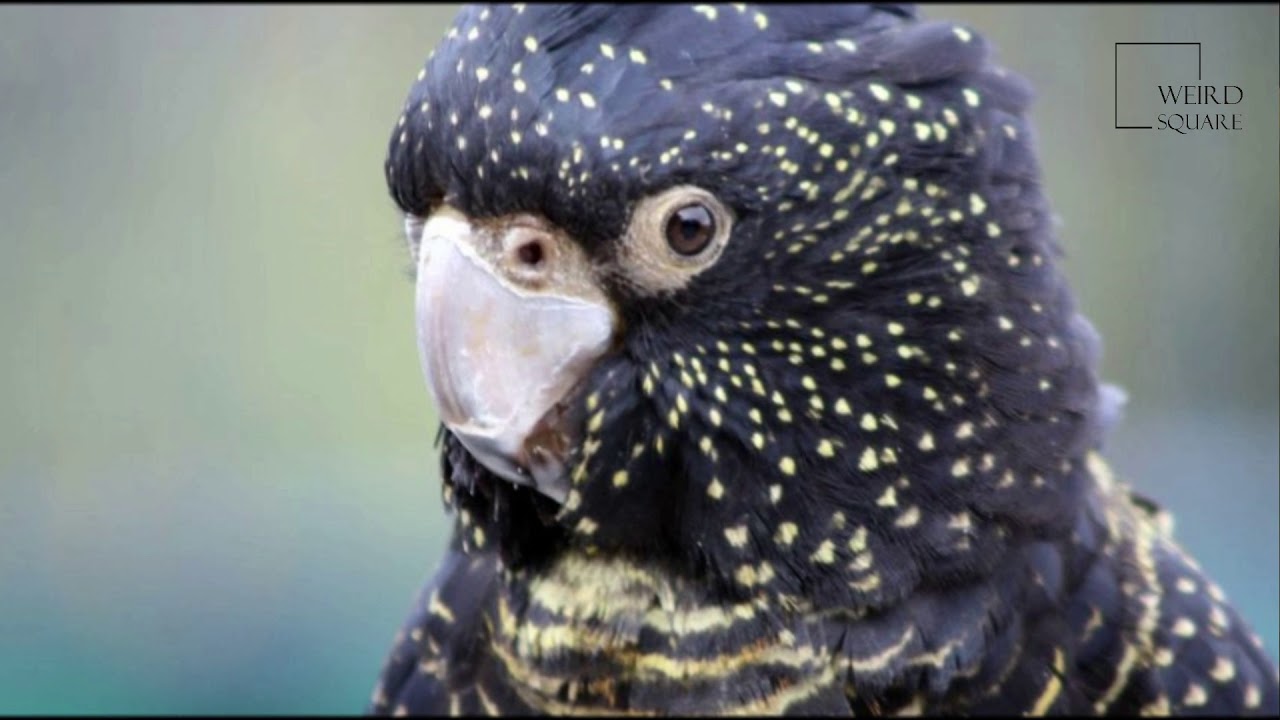 Interesting facts about Red tailed black cockatoo by weird square 