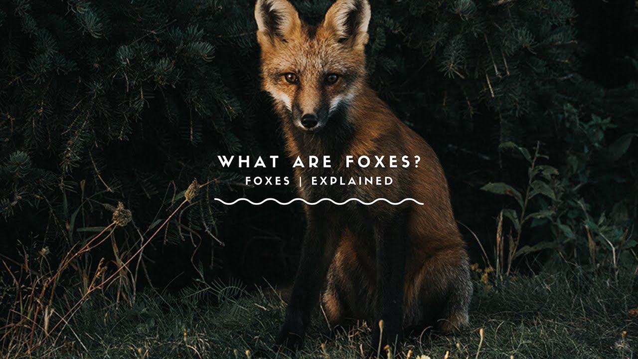 Что такое лисы? Всё, что вы когда-либо хотели знать о лисах