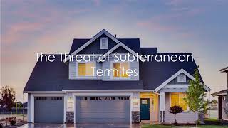 A Homeowner's Guide to Termites