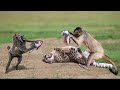 Monkey Vs Leopard Real Fight - Mother Monkey Try  Save Baby From Leopard But Fail - Animals Attack