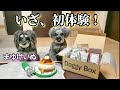 シニア犬の初Doggy Box体験! 美味しいオヤツにテンション爆上げ！[シュナウザー][多頭飼い]