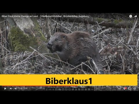 Видео: Какво ядат бобрите?