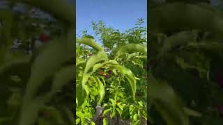 Scarlet Beauty Plum Year 4