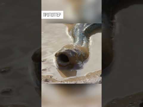 Video: Vidí ryby vodu?