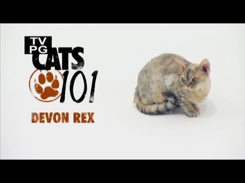 Video: Devon Rex: Kassi Foto, Hind, Tõu Iseloom Ja Kirjeldus, Omaniku ülevaated, Kuidas Kassipoegades Kassipoega Valida, Lemmikloomade Hooldus