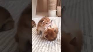 kittens kissing