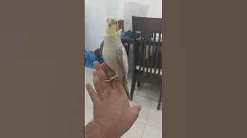 علمته يغرد نغمه نمر الوردي 