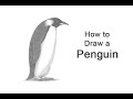 How to draw a penguin emperor penguin