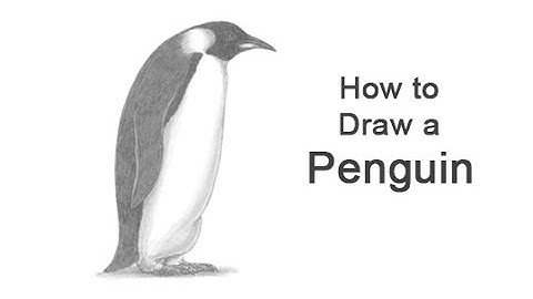 How to Draw a Penguin (Emperor Penguin)
