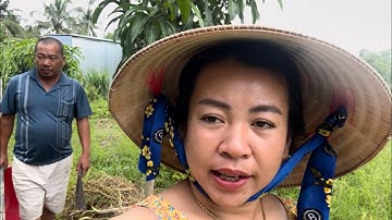 Trời Mưa Mà Hai Vợ Chồng Tranh Thủ Ra Vườn Nhổ Khoai Để Đem Cho Mẹ Chồng #ngocdieumientay