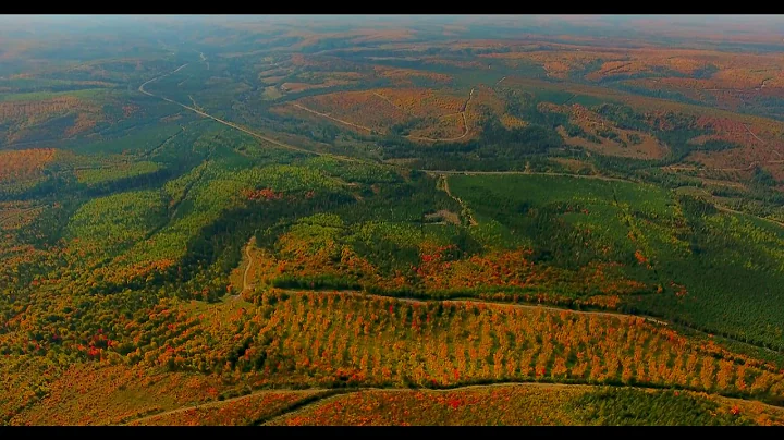 Forest Cover Loss in North West New Brunswick : Th...