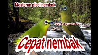 terapi pleci betina||masteran pleci nembak panjang jernih