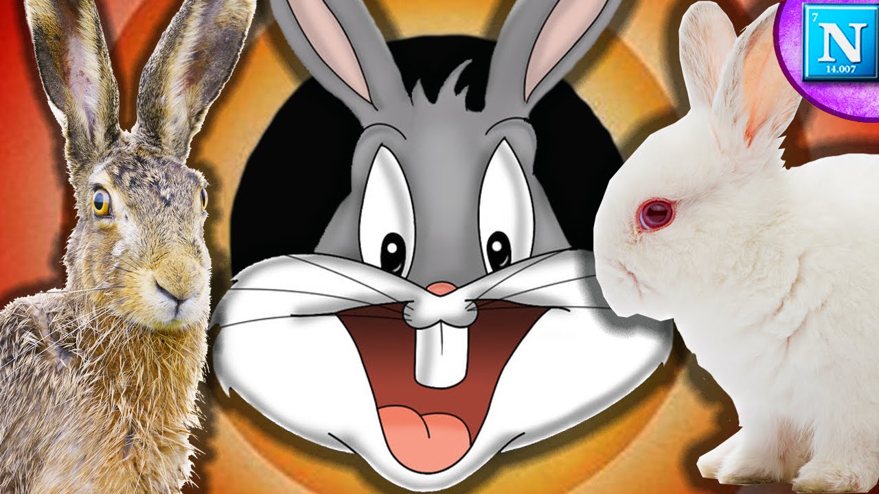 Is Bugs Bunny A Rabbit Or A Hare? 