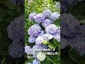 【風未来チャンネル】下田公園アジサイ祭り開催中!