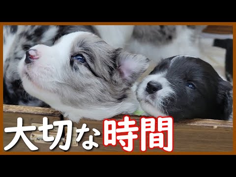 【犬の教育】遊びながら「しつけ」る母犬に感心しました!生後21日の子犬たち【ボーダーコリー】