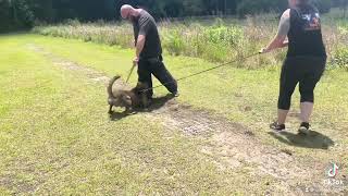 Hex Mixing Bitework and Obedience